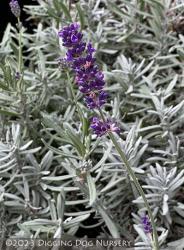 <i>Lavandula angustifolia</i> &lsquo;Super Blue&rsquo;
