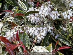 <i>Leucothoe fontanesii</i> &lsquo;Rainbow Improved&rsquo;