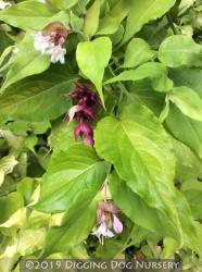 <i>Leycesteria formosa</i> ‘Golden Lanterns’