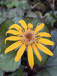 <i>Ligularia dentata</i> &lsquo;Franz Feldweber&rsquo;