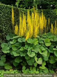 <i>Ligularia stenocephala</i> &lsquo;The Rocket&rsquo;