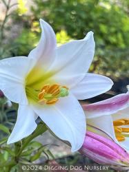 <i>Lilium regale</i>