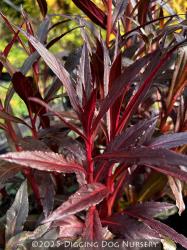 <i>Lobelia cardinalis</i> &lsquo;Queen Victoria&rsquo;