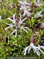 <em>Lychnis flo-cuculi</em>  &lsquo;White Robin&rsquo;