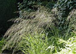 <em>Molinia caerulea</em>  &lsquo;Transparent&rsquo;