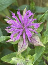 <i>Monarda fistulosa</i> &lsquo;Claire Grace&rsquo;