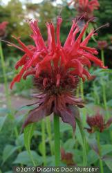 <i>Monarda didyma</i> &lsquo;Jacob Cline&rsquo;