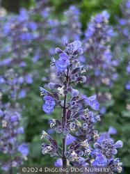<i>Nepeta</i> x <i>faassenii</i> &lsquo;Purrsian Blue&rsquo;
