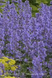 <i>Nepeta grandiflorum</i> &lsquo;Summer Magic&rsquo;