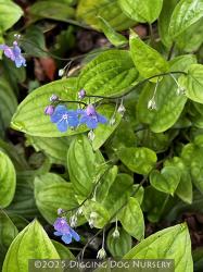 <i>Omphalodes verna</i>