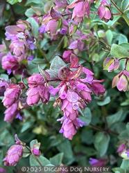 <i>Origanum</i> &lsquo;Virginia Saso&rsquo;