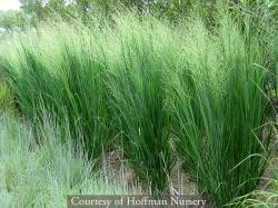 <i>Panicum virgatum</i> &lsquo;Northwind&rsquo;