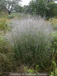 <i>Panicum virgatum</i> &lsquo;Purple Tears&rsquo;