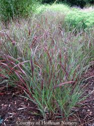 <i>Panicum virgatum</i> &lsquo;Ruby Ribbons&rsquo;