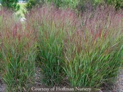<em>Panicum virgatum</em>  &lsquo;Shenandoah&rsquo;