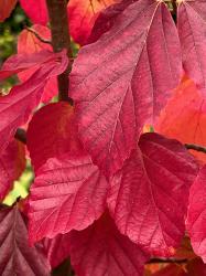 <i>Parrotia persica</i> &lsquo;Vanessa&rsquo;