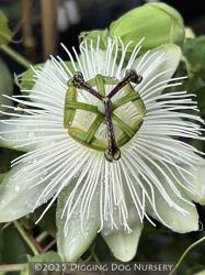 <i>Passiflora</i> &lsquo;Snow Queen&rsquo;