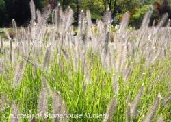 <i>Pennisetum alopecuroides</i> &lsquo;Foxtrot&rsquo;
