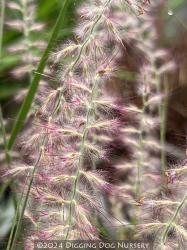 <i>Pennisetum orientale</i>