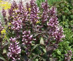 <i>Penstemon</i> &lsquo;Dark Towers&rsquo;