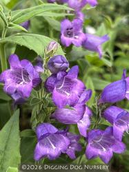 <em>Penstemon sp.</em> (chiapas x &lsquo;Hidalgo)&rsquo;