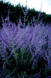 <i>Perovskia atriplicifolia</i> &lsquo;Blue Steel&rsquo;