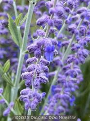 <i>Perovskia atriplicifolia</i> &lsquo;Little Spire&rsquo;