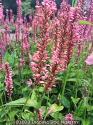<i>Persicaria amplexicaulis</i> &lsquo;Orange Field&rsquo;