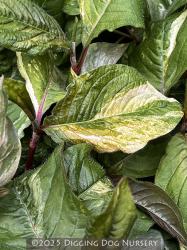 <i>Persicaria virginiana</i> &lsquo;Painter�s Palette&rsquo;