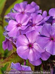 <i>Phlox paniculata</i> &lsquo;Blue Paradise&rsquo;
