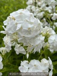 <i>Phlox paniculata</i> &lsquo;David&rsquo;