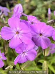 <i>Phlox glaberrima</i> var. <i>triflora</i> &lsquo;Forever Pink&rsquo;