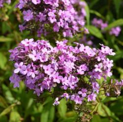 <i>Phlox paniculata</i> &lsquo;Jeana&rsquo;
