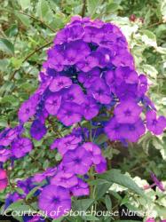 <i>Phlox paniculata</i> &lsquo;Nicky (Dusterlohe)&rsquo;