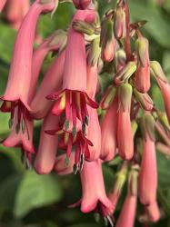 <em>Phygelius</em>  x <i>rectus</i> &lsquo;Pink Elf&rsquo;
