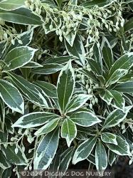 <i>Pieris japonica</i> &lsquo;Variegata&rsquo;