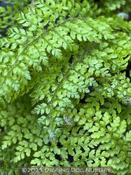 <i>Polystichum setiferum</i> &lsquo;Herrenhausen&rsquo;