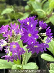 <i>Primula denticulata</i> &lsquo;Blue Selection&rsquo;