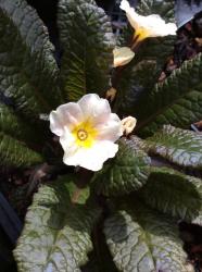 <i>Primula</i> &lsquo;Dunbeg&rsquo;
