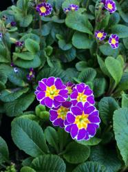 <i>Primula elatior x</i> &lsquo;Silver Lace Purple&rsquo;