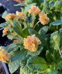 <i>Primula vulgaris</i> &lsquo;Sunshine Susie&rsquo;