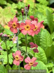 <i>Primula</i> x <i>bulleesiana</i>