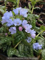 <i>Pulmonaria</i> ‘Opal’
