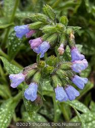 <i>Pulmonaria</i> ‘Roy Davidson’