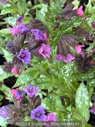 <i>Pulmonaria</i> &lsquo;Silver Bouquet&rsquo;