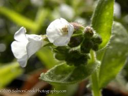<i>Pulmonaria saccharata</i> &lsquo;Sissinghurst White&rsquo;