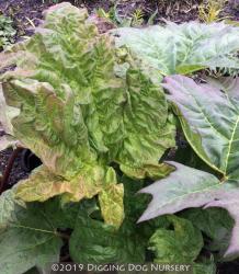 <i>Rheum palmatum</i> var. <i>tanguticum</i>