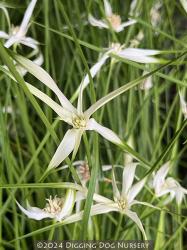 <i>Rhynchospora colorata</i>
