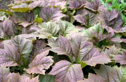 <i>Rodgersia podophylla</i> &lsquo;Bronze Form&rsquo;