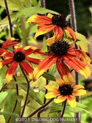 <i>Rudbeckia triloba</i> &lsquo;Prairie Glow&rsquo;